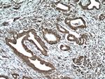 GRP78/BIP Antibody in Immunohistochemistry (Paraffin) (IHC (P))