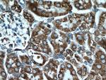 GRP78/BIP Antibody in Immunohistochemistry (Paraffin) (IHC (P))