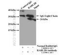 RABL2B Antibody in Immunoprecipitation (IP)