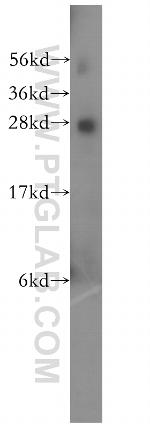 RABL2B Antibody in Western Blot (WB)