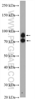 BRSK2 Antibody in Western Blot (WB)