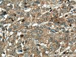 RGS5 Antibody in Immunohistochemistry (Paraffin) (IHC (P))