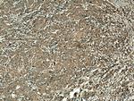 RGS5 Antibody in Immunohistochemistry (Paraffin) (IHC (P))