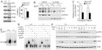 CD268 (BAFF Receptor) Antibody in T-Cell Activation (TCA)