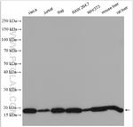 Cyclophilin B Antibody in Western Blot (WB)