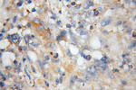 Cyclophilin B Antibody in Immunohistochemistry (Paraffin) (IHC (P))