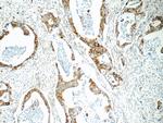 Cyclophilin B Antibody in Immunohistochemistry (Paraffin) (IHC (P))