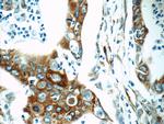 Cyclophilin B Antibody in Immunohistochemistry (Paraffin) (IHC (P))