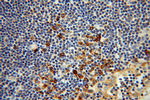 Cyclophilin B Antibody in Immunohistochemistry (Paraffin) (IHC (P))