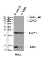 Cyclophilin B Antibody in Western Blot (WB)