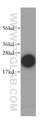 Cyclophilin B Antibody in Western Blot (WB)