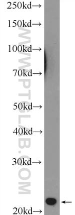 Cyclophilin B Antibody in Western Blot (WB)