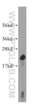 Cyclophilin B Antibody in Western Blot (WB)