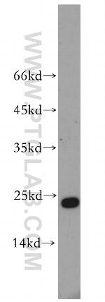 Cyclophilin B Antibody in Western Blot (WB)