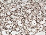 MTX2 Antibody in Immunohistochemistry (Paraffin) (IHC (P))