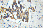 VPRBP Antibody in Immunohistochemistry (Paraffin) (IHC (P))