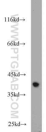 RBM4 Antibody in Western Blot (WB)