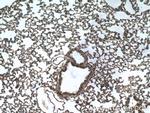 DOCK8 Antibody in Immunohistochemistry (Paraffin) (IHC (P))