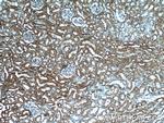 DOCK8 Antibody in Immunohistochemistry (Paraffin) (IHC (P))