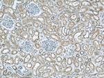 DOCK8 Antibody in Immunohistochemistry (Paraffin) (IHC (P))