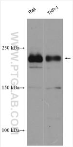 DOCK8 Antibody in Western Blot (WB)