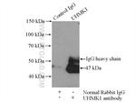 UHMK1 Antibody in Immunoprecipitation (IP)