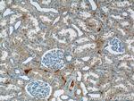 EPSTI1 Antibody in Immunohistochemistry (Paraffin) (IHC (P))