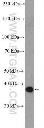 EPSTI1 Antibody in Western Blot (WB)