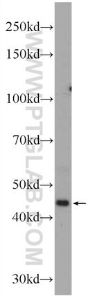 EPSTI1 Antibody in Western Blot (WB)