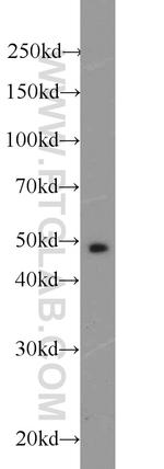 MIG6/ERRFI1 Antibody in Western Blot (WB)