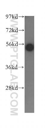 MIG6/ERRFI1 Antibody in Western Blot (WB)