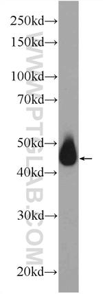 MIG6/ERRFI1 Antibody in Western Blot (WB)