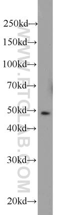 MIG6/ERRFI1 Antibody in Western Blot (WB)