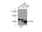 SEPT5 Antibody in Immunoprecipitation (IP)