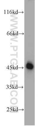 SEPT5 Antibody in Western Blot (WB)