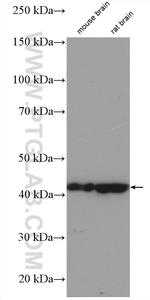 SEPT5 Antibody in Western Blot (WB)