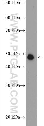 SEPT5 Antibody in Western Blot (WB)