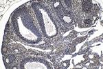 SF1 Antibody in Immunohistochemistry (Paraffin) (IHC (P))