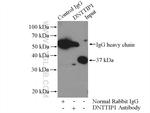 DNTTIP1 Antibody in Immunoprecipitation (IP)