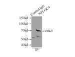 NPLOC4 Antibody in Immunoprecipitation (IP)