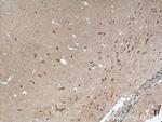 CDC6 Antibody in Immunohistochemistry (Paraffin) (IHC (P))