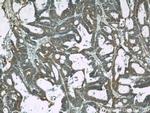 CDC6 Antibody in Immunohistochemistry (Paraffin) (IHC (P))