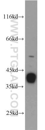 GNAI3 Antibody in Western Blot (WB)