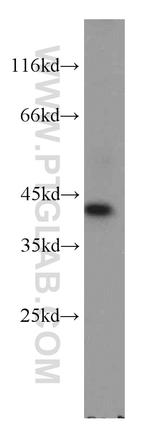 GNAI3 Antibody in Western Blot (WB)