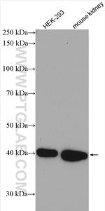 GNAI3 Antibody in Western Blot (WB)