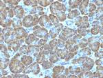 Topoisomerase I, Mitochondrial (TOP1MT) Antibody in Immunohistochemistry (Paraffin) (IHC (P))