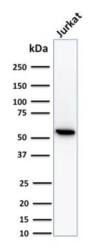 Topoisomerase I, Mitochondrial (TOP1MT) Antibody in Western Blot (WB)