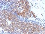 Topoisomerase (DNA) I, Mitochondrial (TOP1MT) Antibody in Immunohistochemistry (Paraffin) (IHC (P))
