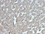 Topoisomerase I, Mitochondrial (TOP1MT) Antibody in Immunohistochemistry (Paraffin) (IHC (P))