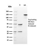 Topoisomerase I, Mitochondrial (TOP1MT) Antibody in SDS-PAGE (SDS-PAGE)